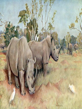 GAME ANIMALS OF THE SUDAN, Their Habits and. Capt. H. C Brocklehurst.