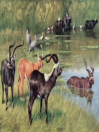 GAME ANIMALS OF THE SUDAN, Their Habits and Distribution; A Handbook for Hunters and Naturalists