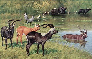 GAME ANIMALS OF THE SUDAN, Their Habits and Distribution; A Handbook for Hunters and Naturalists