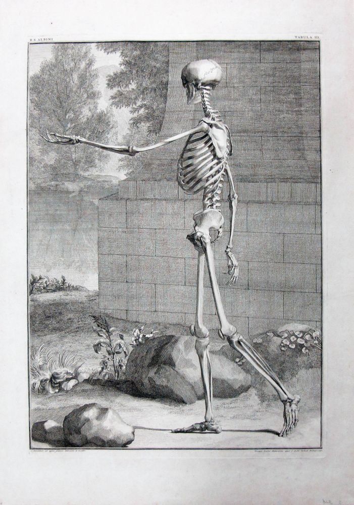 Item #25187 A Single Plate, Tabula III from Tabulae sceleti et musculorum corporis humani. Anatomy, Medicine, Anatomical Plate, Bernhard Siegfried Albinus, Jan Wandelaar.