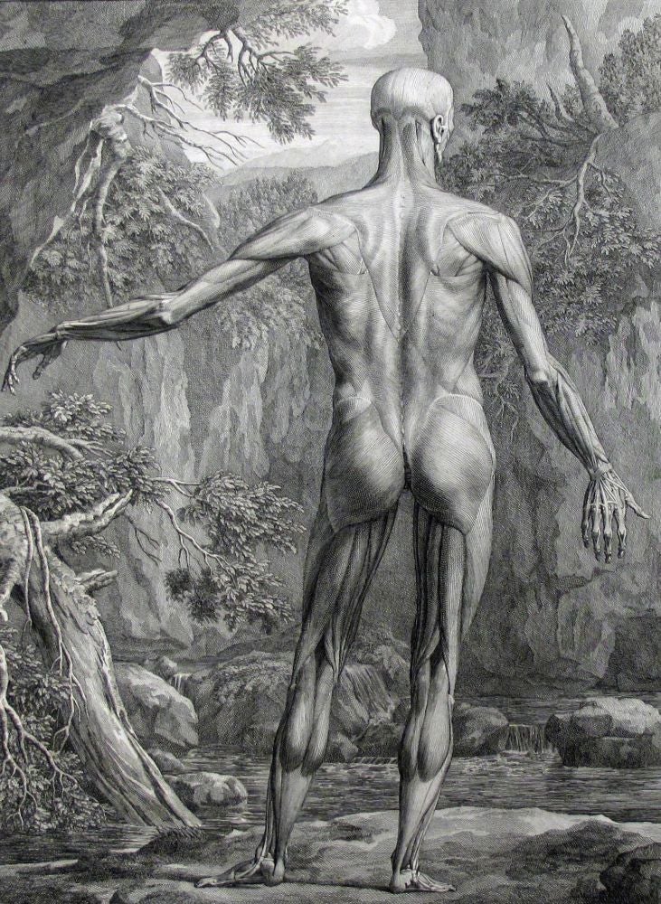 Item #25188 A Single Plate, Musculorum. Anatomy, Medicine, Anatomical Plate, Bernhard Siegfried...
