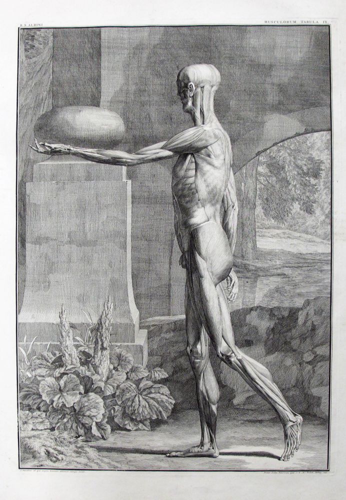 Item #25189 A Single Plate, Musculorum. Anatomy, Medicine, Anatomical Plate, Bernhard Siegfried...