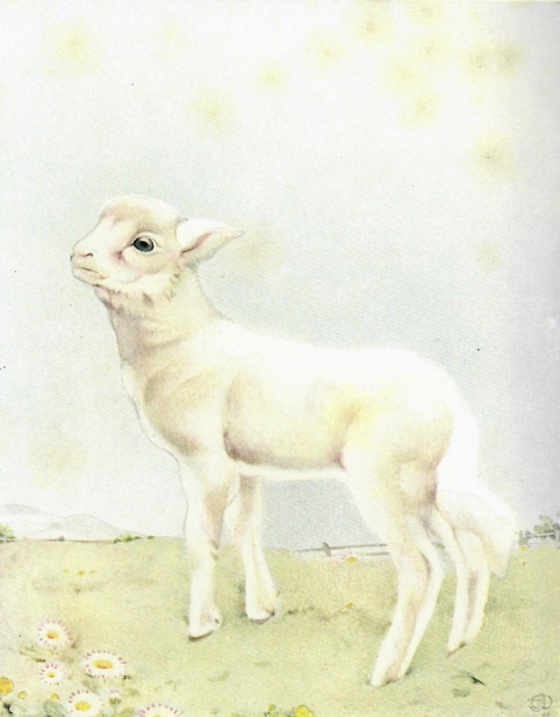 Item #26376 OUR LITTLE NEIGHBOURS. Animals of the Farmyard and the Woodland. Detmold, C. J. Kaberry.