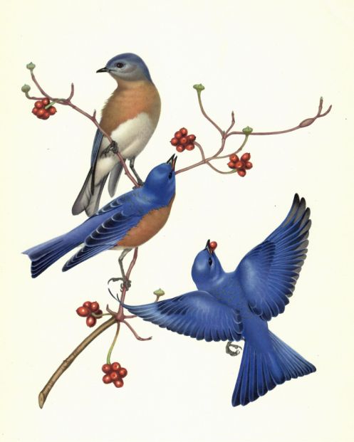 Item #29226 MENABONI'S BIRDS. Birds, Athos and Sara Menaboni
