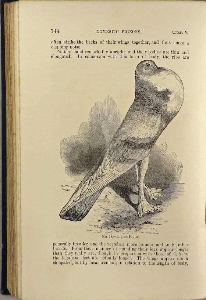 Item #29274 THE VARIATION OF ANIMALS AND PLANTS UNDER DOMESTICATION. Charles Darwin