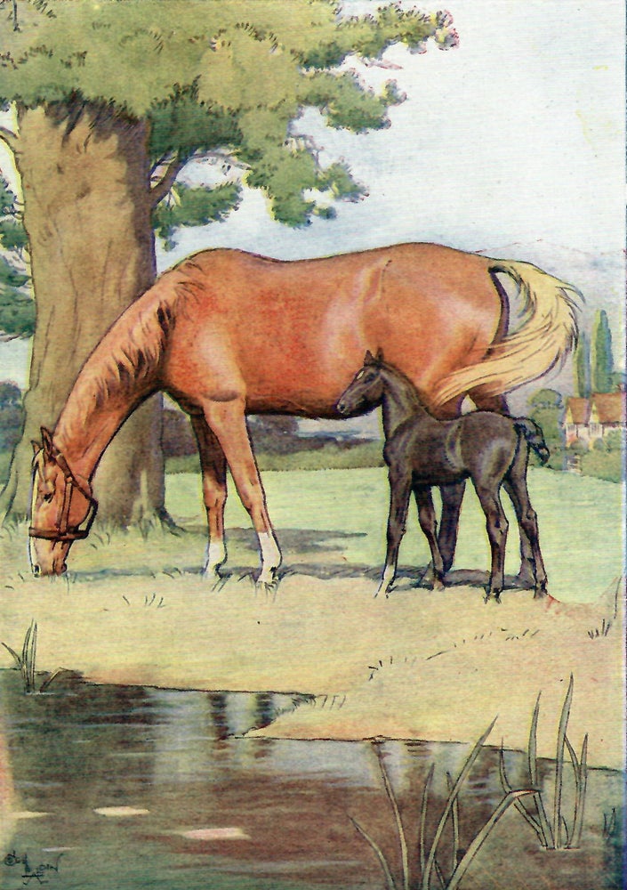 Item #33074 BLACK BEAUTY. The Autobiography. Cecil Aldin, Anna Sewell