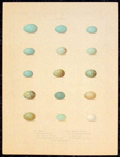 Item #34839 O&Ouml;LOGY OF NEW ENGLAND: A Description of the. Birds, Elwin A. Capin