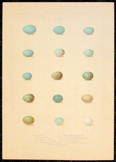 Item #34839 OÖLOGY OF NEW ENGLAND: A Description of the. Birds, Elwin A. Capin